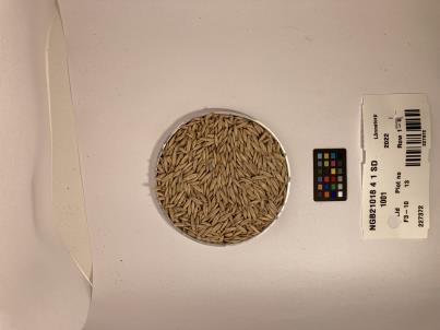 Click for 1 image(s) for this accession. SEED